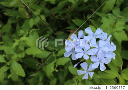 ルリマツリ(プルンバゴ)の花 コピースペースあり ルリマツリ(プルンバゴ)の花 コピースペースあり 142300357