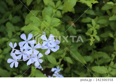 ルリマツリ(プルンバゴ)の花 コピースペースあり ルリマツリ(プルンバゴ)の花 コピースペースあり 142300358