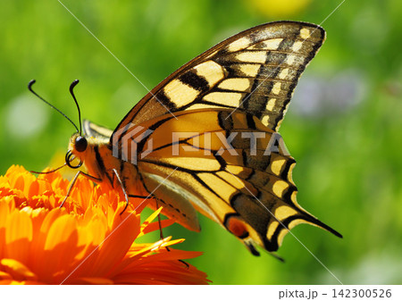 Papilio Machaon butterfly sitting on marigold flower 142300526