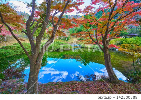 神奈川県山北町の三保ダムの丹沢湖模型広場の紅葉 神奈川県山北町の三保ダムの丹沢湖模型広場の紅葉 142300589