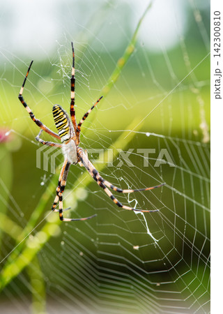 円形の巣の中央で獲物を待つ蜘蛛 円形の巣の中央で獲物を待つ蜘蛛 142300810