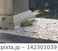 ニホンアマガエル 142301039