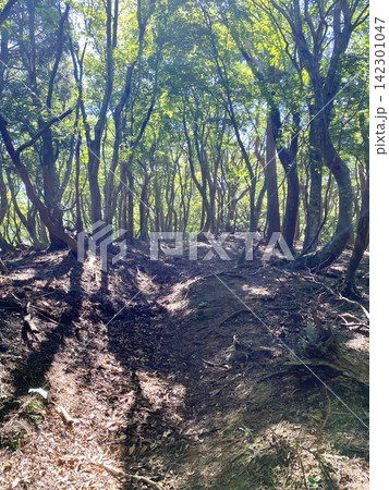 逆光が差し込む静かな森の山道 逆光が差し込む静かな森の山道 142301047