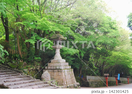 枚岡神社の石灯篭と青モミジ 枚岡神社の石灯篭と青モミジ 142301425