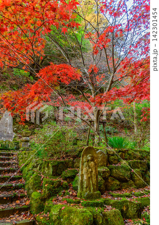 秋の快晴の朝 大山阿夫利神社下社の女坂沿いに佇む苔むした石仏と真っ赤な紅葉の風景 縦構図 秋の快晴の朝 大山阿夫利神社下社の女坂沿いに佇む苔むした石仏と真っ赤な紅葉の風景 縦構図 142301454