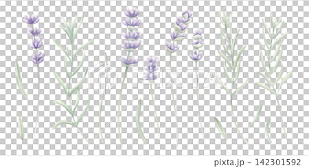 Lavender sprigs, green leaf branches on isolated background Watercolor flowers botanical collection with flowering stems and leaves. Natural floral design for stationery, spa packaging, textile print Lavender sprigs, green leaf branches on isolated background Watercolor flowers botanical collection with flowering stems and leaves. Natural floral design for stationery, spa packaging, textile print 142301592