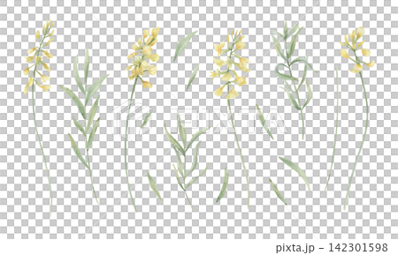 Yellow wildflower sprigs with green stems and leaves set on isolated background. Goldenrod and loosestrife watercolor illustration. Hand painted plant clip art for wedding stationery, greeting cards 142301598