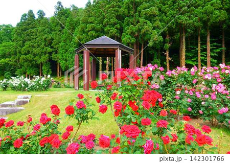 満開のバラ 薔薇 ばら 東沢バラ公園 満開のバラ 薔薇 ばら 東沢バラ公園 142301766