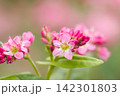 見ごろを迎えた「紅蕎麦」の花をマクロ撮影 見ごろを迎えた「紅蕎麦」の花をマクロ撮影 142301803