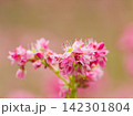 見ごろを迎えた「紅蕎麦」の花をマクロ撮影 見ごろを迎えた「紅蕎麦」の花をマクロ撮影 142301804