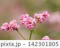 見ごろを迎えた「紅蕎麦」の花をマクロ撮影 見ごろを迎えた「紅蕎麦」の花をマクロ撮影 142301805