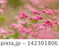 紅い花が満開になった紅蕎麦畑 紅い花が満開になった紅蕎麦畑 142301806