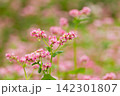 紅い花が満開になった紅蕎麦畑 紅い花が満開になった紅蕎麦畑 142301807
