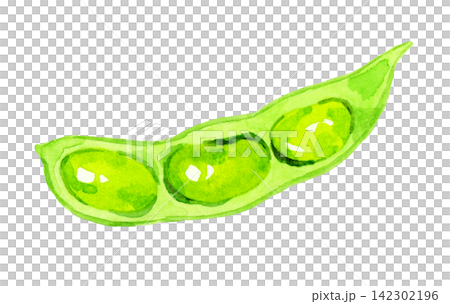 Edamame (single item) - Hand-drawn watercolor illustration of summer vegetables Edamame (single item) - Hand-drawn watercolor illustration of summer vegetables 142302196
