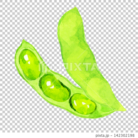 毛豆（單件）－手繪水彩夏季蔬菜插圖 142302198