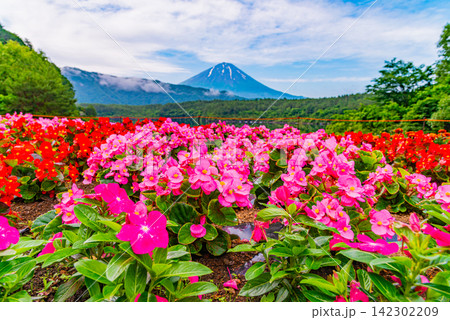 【山梨県】西湖・湖畔の花畑と富士山 【山梨県】西湖・湖畔の花畑と富士山 142302209