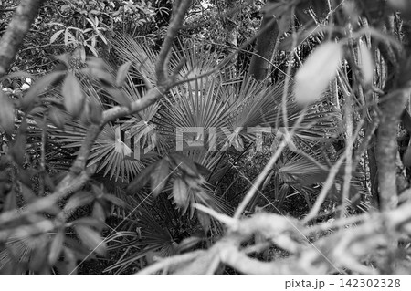枝越しに見える扇状のヤシの葉を捉えたモノクロ風景 枝越しに見える扇状のヤシの葉を捉えたモノクロ風景 142302328