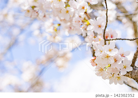 春の光に輝く淡い白色の桜の花 春の光に輝く淡い白色の桜の花 142302352