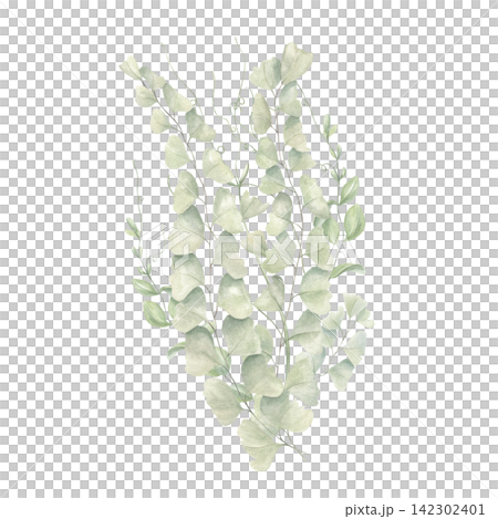 Fern branches with round leaves and delicate tendrils on isolated background. Adiantum leaves watercolor illustration on isolated background. Nature composition for wedding stationery, greeting card Fern branches with round leaves and delicate tendrils on isolated background. Adiantum leaves watercolor illustration on isolated background. Nature composition for wedding stationery, greeting card 142302401