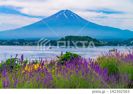 【山梨県】河口湖・湖畔のラベンダーと富士山 142302563