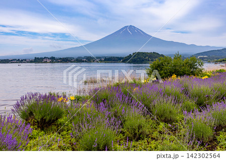 【山梨県】河口湖・湖畔のラベンダーと富士山 【山梨県】河口湖・湖畔のラベンダーと富士山 142302564