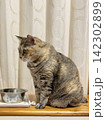 水を飲もうと座るキジ猫 142302899