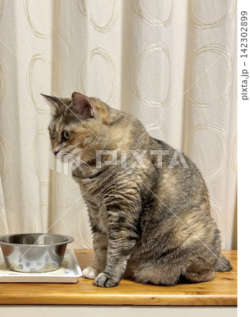 水を飲もうと座るキジ猫 水を飲もうと座るキジ猫 142302899