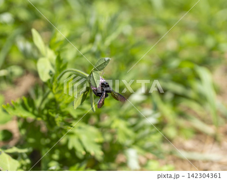 ムラサキツメクサの花とクマバチ ムラサキツメクサの花とクマバチ 142304361