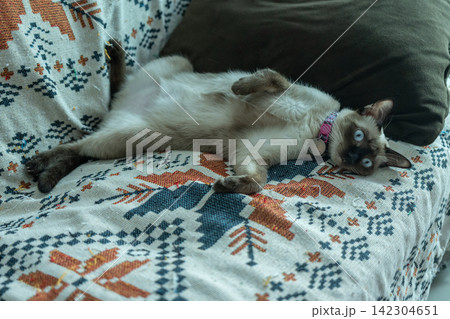 Portrait of a Siamese cat lying on sofa in human house. The Siamese is a cat breed native to Thailand. This cat is a pale cat with a dark facial mask, feet, ears and tail. Portrait of a Siamese cat lying on sofa in human house. The Siamese is a cat breed native to Thailand. This cat is a pale cat with a dark facial mask, feet, ears and tail. 142304651