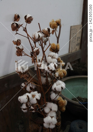 藍染めの工房に飾られた枝付きの綿花 藍染めの工房に飾られた枝付きの綿花 142305160