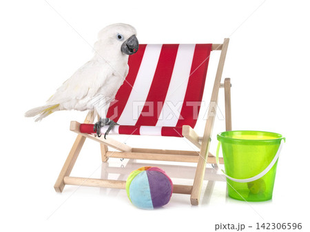 White cockatoo in studio 142306596