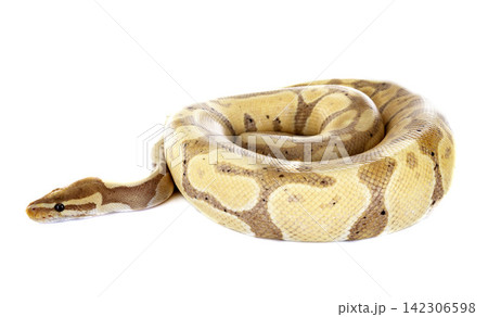 Ball python in studio Ball python in studio 142306598