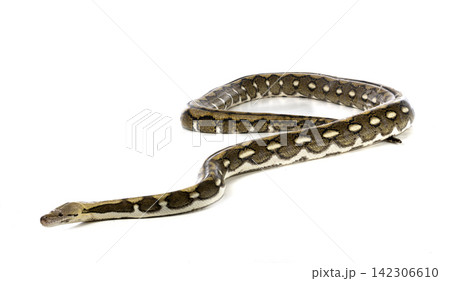 Reticulated python in studio Reticulated python in studio 142306610