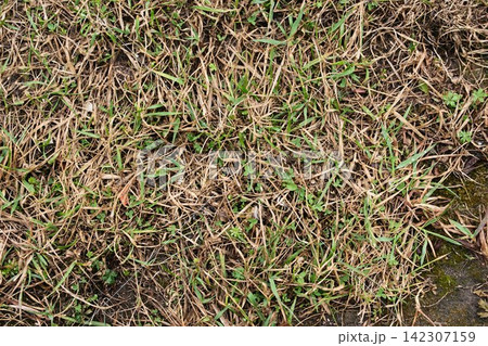 Agricultural soil background with remains of last year's harvest and emerging new growth Agricultural soil background with remains of last year's harvest and emerging new growth 142307159