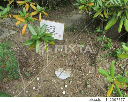 春に桃色の花を咲かす沈丁花の木 春に桃色の花を咲かす沈丁花の木 142307277