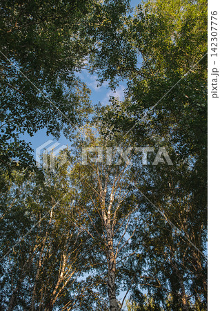 Low angle view of tall birch tree with green foliage against blue sky. 142307776