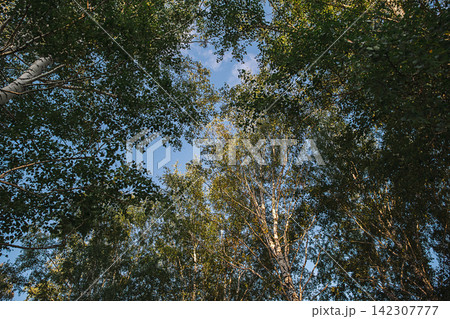 Low angle view of tall birch tree canopy with green foliage against blue sky. Low angle view of tall birch tree canopy with green foliage against blue sky. 142307777