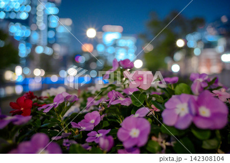 街明かりに照らされて咲く日日草の花 142308104