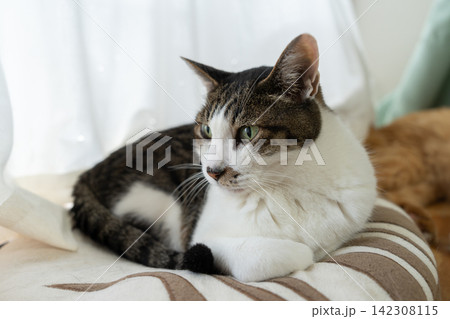 窓辺でくつろぐ可愛い猫 キジトラ猫 窓辺でくつろぐ可愛い猫 キジトラ猫 142308115