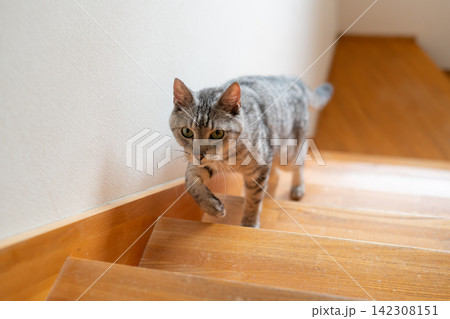 階段を上る猫 サバトラ猫 階段を上る猫 サバトラ猫 142308151