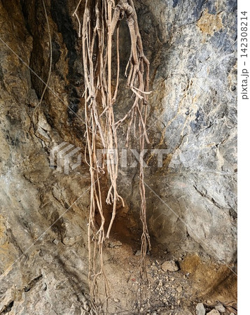 Hanging tree roots create an interesting sight against a rocky cave wall in a natural setting Hanging tree roots create an interesting sight against a rocky cave wall in a natural setting 142308214