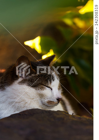 ふわっといい雰囲気のキジトラ柄とぶち猫柄の野良猫 142308319