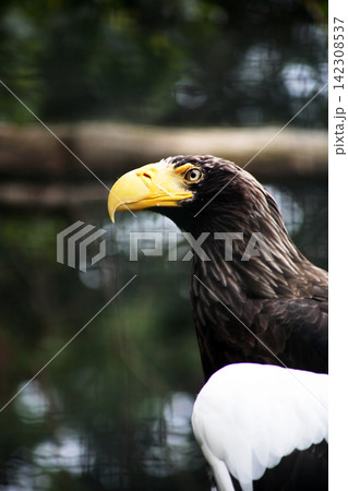 The Eagle at the Zoo The Eagle at the Zoo 142308537