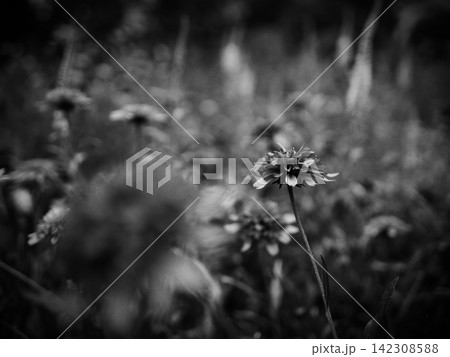 花畑の中で際立つ一輪の花 花畑の中で際立つ一輪の花 142308588