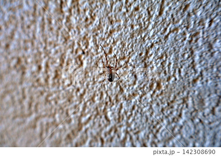 Cobweb Spider on Wall. Cobweb Spider on Wall. 142308690