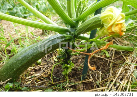 Zucchini squash growing on a plant with a yellow blossom in a flourishing organic home garden Zucchini squash growing on a plant with a yellow blossom in a flourishing organic home garden 142308731