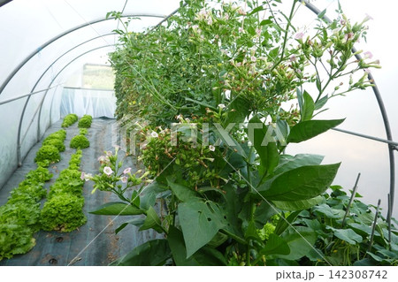 Cultivating fresh lettuce, tobacco plants, and vegetables growing inside a modern polytunnel greenhouse structure 142308742