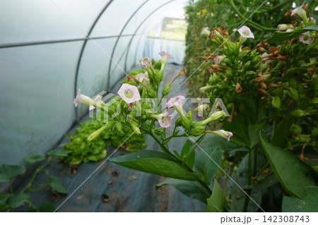 Tobacco plant flowering in greenhouse, growing nicotiana tabacum with pink blossoms for agricultural cultivation 142308743