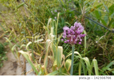 the background image of the green leaves the background image of the green leaves 142308766