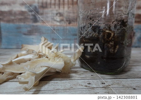 Oyster mushrooms growing from repurposed coffee grounds Oyster mushrooms growing from repurposed coffee grounds 142308801